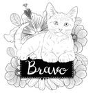 Bravo avec un chat et des fleurs pleines de charme